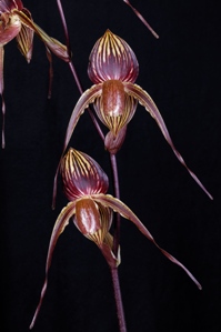 Paphiopedilum Sunlight Anita Angela FCC/AOS 91 pts.